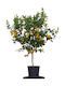 Mandarin Clementine Saculeț