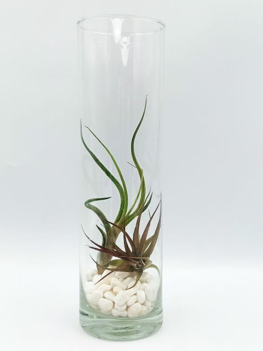 Airplant Tilandsia Multiflora & Bulbosa Glass Bowl White Pebbles