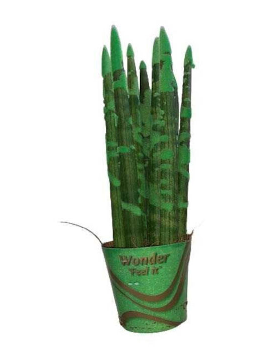Sansevieria Cylindrische Grüne Pflanze Topf Höhe: 33cm Ø10cm