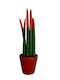 Sansevieria Cylindrische Rote Rote Ton Casono Höhe:33cm Ø10cm