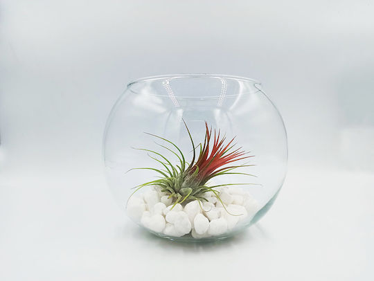 Αερόφυτο Tilandsia Ionantha Γυάλα Λευκές Πετρούλες