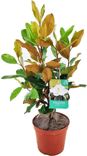 Magnolie Magnolia Grandiflora 'Little Gem' Aromatisch Magnolie Magnolia Grandiflora 'Little Gem' Aromatisch