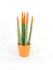 Sansevieria Cilindrică Portocalie