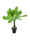 Brighamia Insignis Hawaii Palme