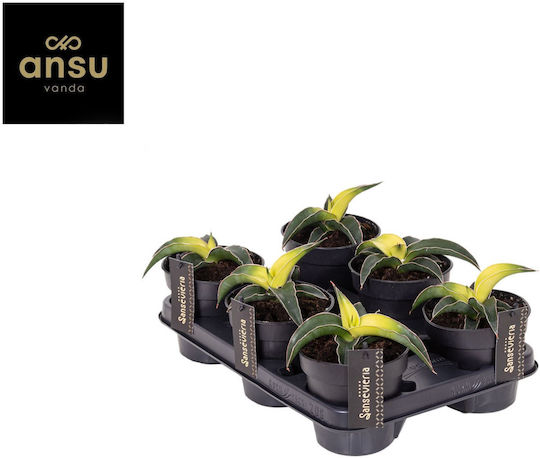 Sansevieria Sansevieria Star Canary