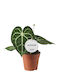Ανθούριο Anthurium Clarinervium