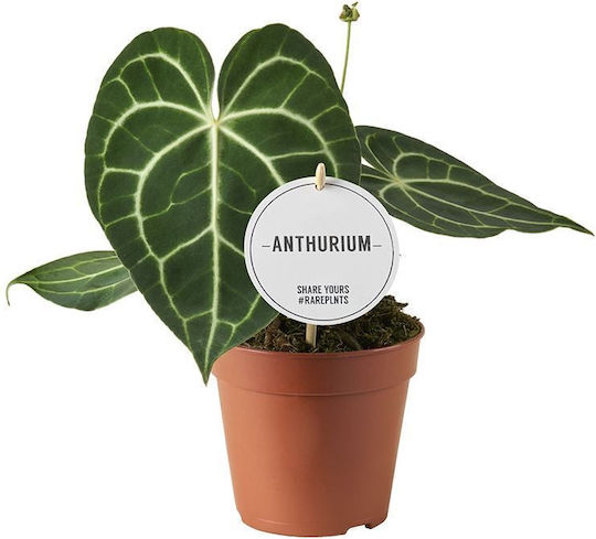 Ανθούριο Anthurium Clarinervium