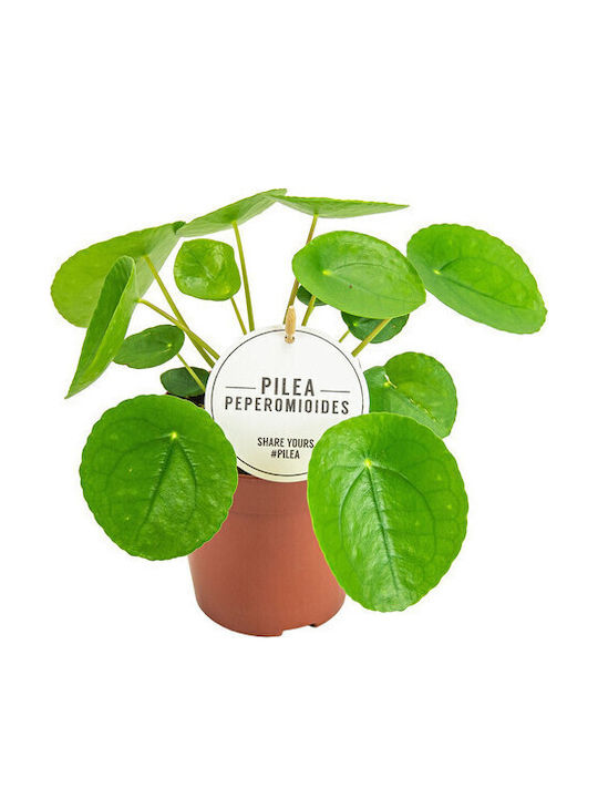 Πιλέα Pilea Peperomioides Πιλέα Pilea Peperomioides