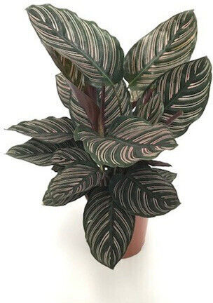 Calathea Ornata Sanderiana Калатея