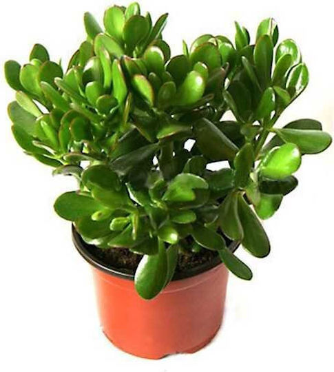 Crassula Înălțime: 22cm Ø12cm
