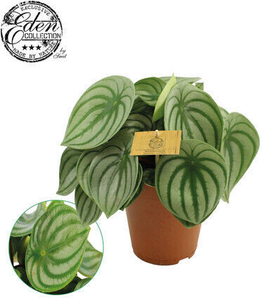 Peperomia Peperomia Argyreia Watermelon