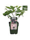 Rubus Navaho Bigandearly Bio 13cm