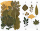 Gedrückte Blumen Resin Herbstliche Blätter