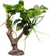 S.i Anubias Nana Pe Copac
