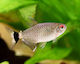 Живи Риби За Аквариум Tetra Red Eye M