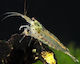 Живи Риби За Аквариум Ракчета Амано Amano Shrimp Caridina Multidentata M 1.5-2.0см