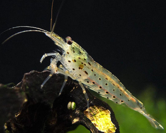 Живи Риби За Аквариум Ракчета Амано Amano Shrimp Caridina Multidentata M 1.5-2.0см