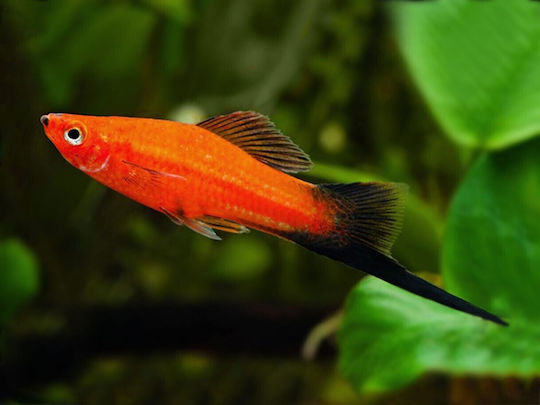 Live Aquarium Fish Swordtails Xiphophorus Hellerii Red Wagtail 5-6 Cm