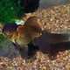 Pești de Acvariu și Lac Vii Goldfish Oranda Ciocolatiu 8-9 Cm