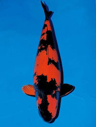 Ζωντανα Ψαρια Koi Cyprinus Carpio Japan Koi Hi Utsuri 18-20 Cm
