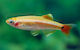 Tanichthys Albonubes Gold M