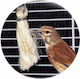 So That Canaries Do Not Pluck Sisal Fiber 1032054