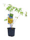 Японско Самолетно Дърво Acer Palmatum Sango Kaku