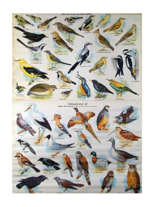 Educațional Afiș pentru Copii Hartă 90x120buc