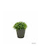 Plantă Artificială Ibergarden Dimensiuni 13x13x15cm Ghiveci Gri