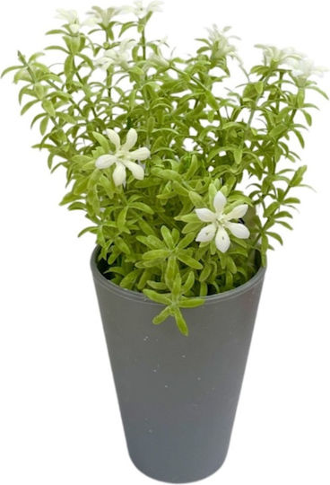 Plantă Artificială Ibergarden Dimensiuni 12x12x23cm Ghiveci Gri Flori Albe