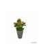 Plantă Artificială Ibergarden Dimensiuni 10x10x22cm Ghiveci Gri