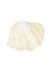 Decorative Shell Mono 7-8" White Seashell