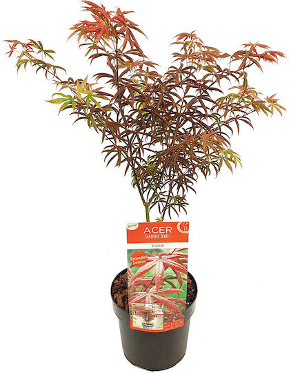 Acer Palmatum Starfish Αστερίας