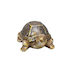 Perete De Compartimentare Polyresin Figurine Decorative 22x14x10cm 06-10-069