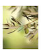 Ρόλερ Digital Print E302 Φ140xυ180