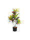Harmony Künstliche Pflanze Krotonas 70cm