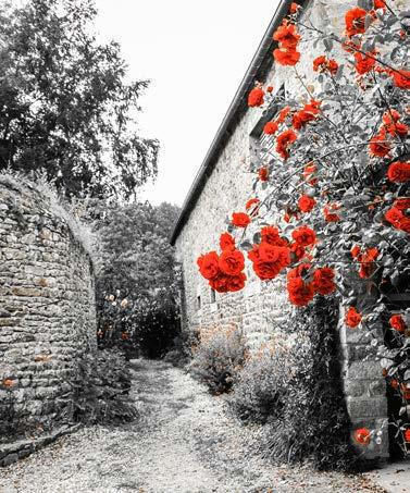 Ρόλερ Digital Print E240 Φ100xυ120