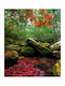 Ρόλερ Digital Print E224 Φ100xυ100