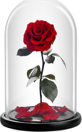 All Saints Red Rose Dried Red Rose