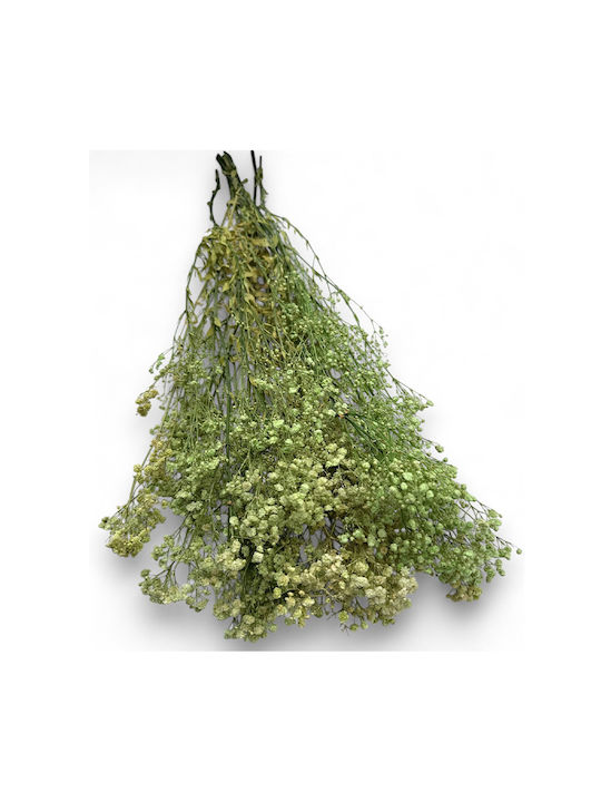 Green Olive Gypsophila Bouquet 100gr 70cm L119pr Rin-l119pr