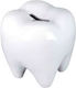 Larident Tooth-Shaped Piggy Bank B11