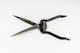 Shears For Sheep Shearing Greek