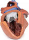 Anatomy Manikin Heart Internal Structures 3D Erler Zimmer