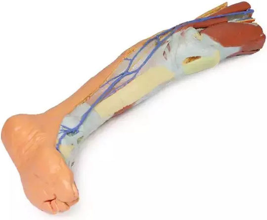 Κάτω Άκρο Επιφανειακή Διατομή 3d Erler Zimmer