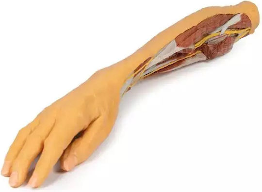 3d Πήχης Χέρι Επιφανειακή Βαθιά Διατομή​ Erler Zimmer