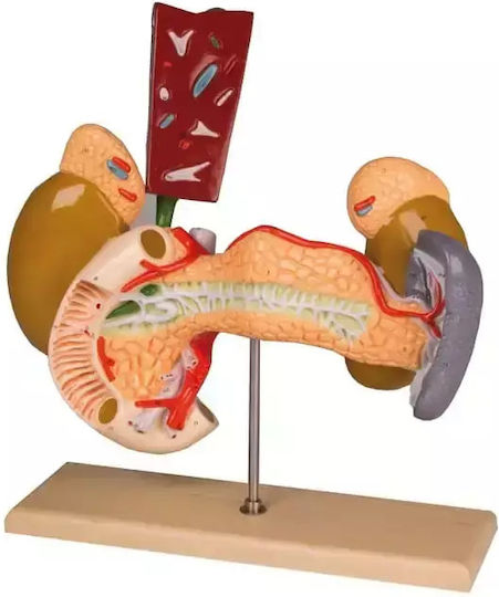 Innere Organe 2 Teile Erler Zimmer