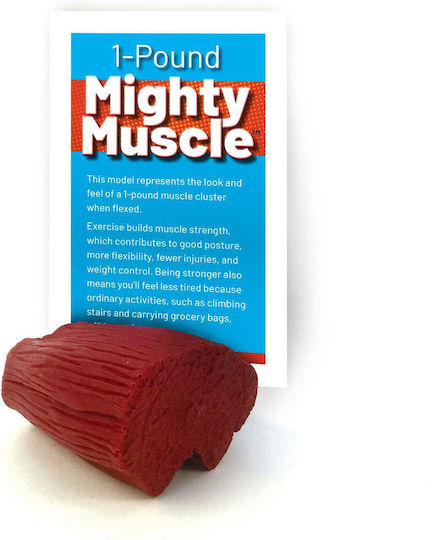 Muscle Tissue Manikin Weight 0.45kg 1 Lb