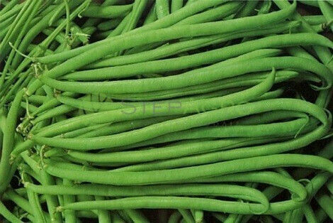 Σπόροι Φασόλι Terli 2000 Σπόρων