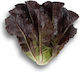 Samen Kopfsalat Thurinus Rz 5000 Samen