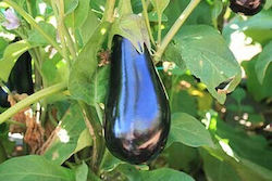 Aubergine Seeds Bueno F1 500 Seeds